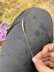 Anthoxanthum odoratum