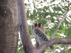 Funambulus pennantii