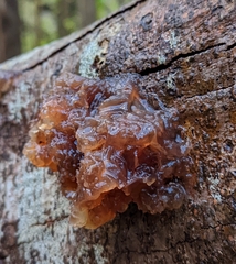 Phaeotremella foliacea