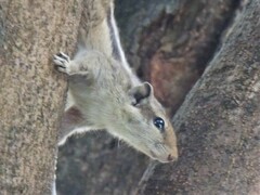 Funambulus pennantii