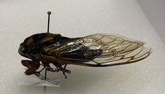 Cryptotympanina