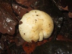 Hebeloma velutipes