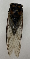 Cryptotympanina