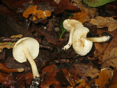 Hebeloma velutipes