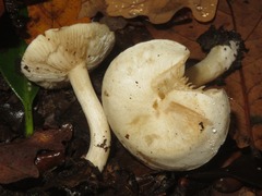 Hebeloma velutipes