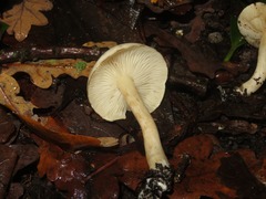 Hebeloma velutipes