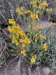 Calceolaria segethii