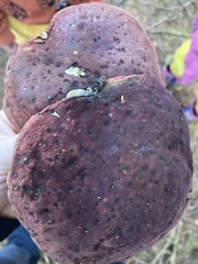 Suillellus amygdalinus