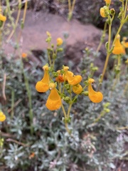 Calceolaria segethii