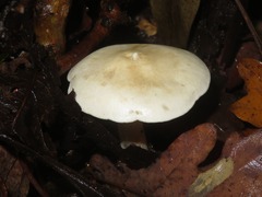 Hebeloma velutipes