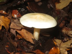 Hebeloma velutipes