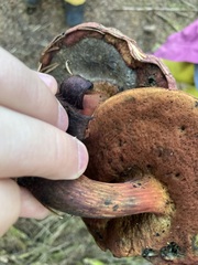 Suillellus amygdalinus