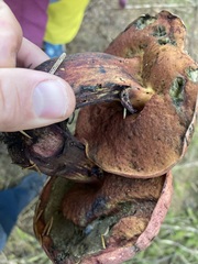 Suillellus amygdalinus