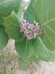 Calotropis procera