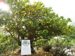 Uncarina grandidieri