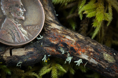 Hydropisphaera peziza