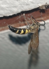 Campsomeriella