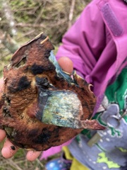 Suillellus amygdalinus