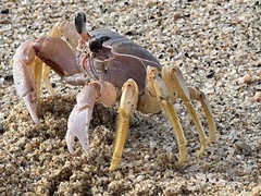 Ocypode occidentalis