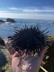 Mesocentrotus franciscanus