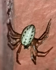 Stemonyphantes lineatus