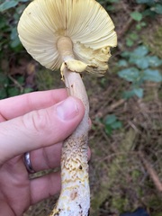 Amanita augusta
