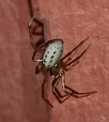 Stemonyphantes lineatus