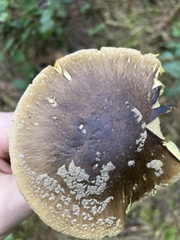 Amanita augusta