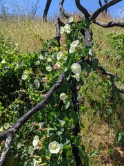 Calystegia occidentalis occidentalis