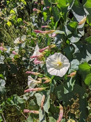 Calystegia occidentalis occidentalis