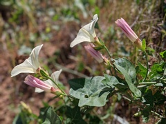 Calystegia occidentalis occidentalis