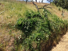 Calystegia occidentalis occidentalis