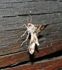 Drasteria mongoliensis
