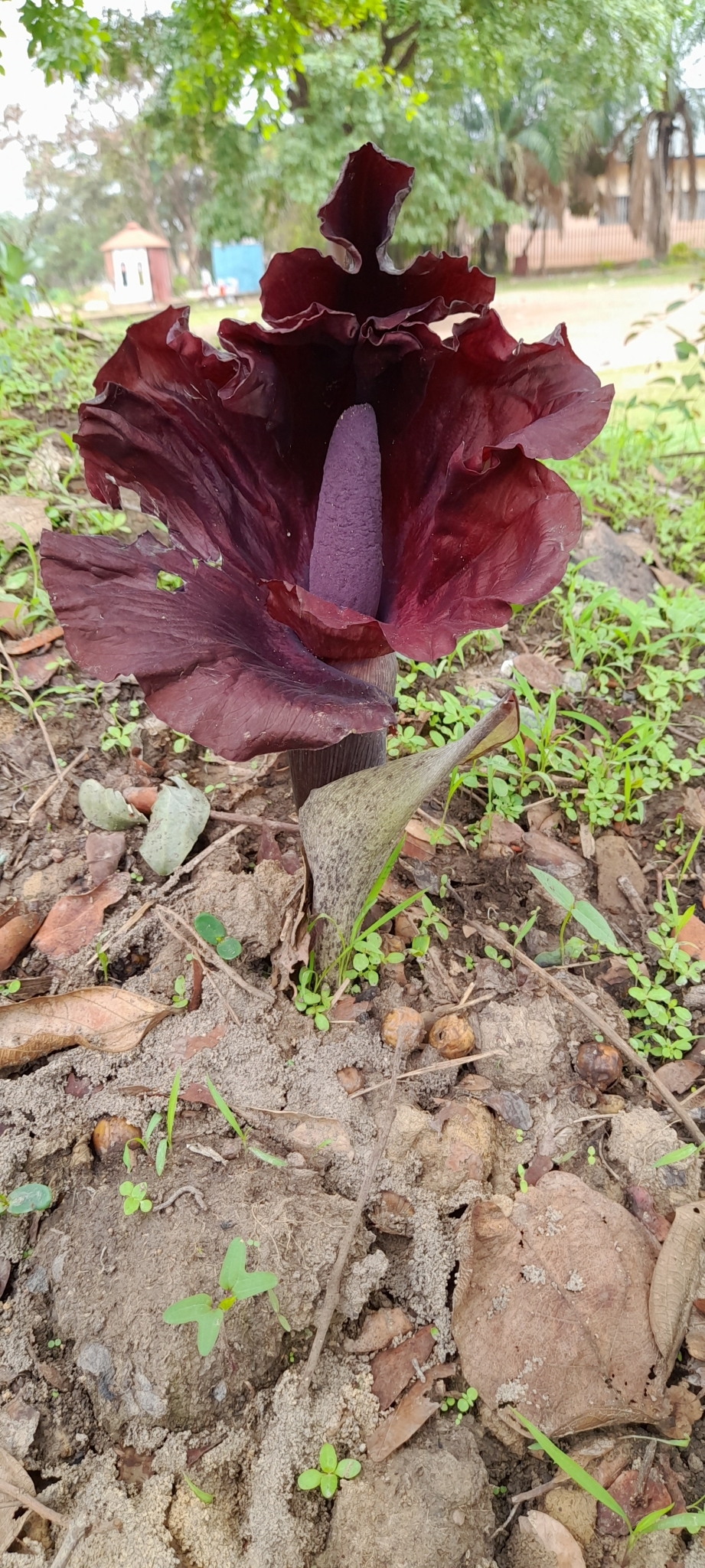 Amorphophallus abyssinicus