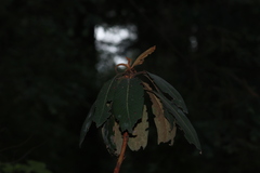 Arbutus