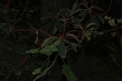 Arbutus