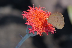 Kleinia fulgens