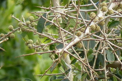 Maclura africana