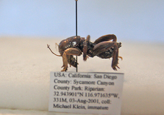 Ammopelmatus