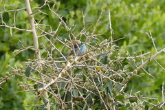 Maclura africana