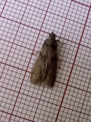 Ectomyelois ceratoniae