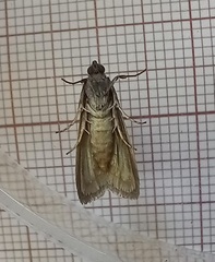 Ectomyelois ceratoniae
