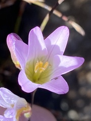 Ixia oxalidiflora