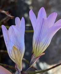 Ixia oxalidiflora