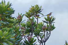 Protea roupelliae roupelliae