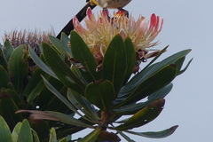 Protea roupelliae roupelliae