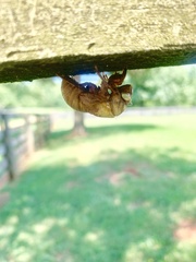 Neotibicen canicularis