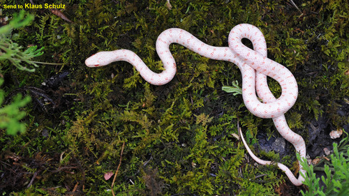 Steppes Ratsnakes, Elaphe dione