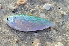 Opisthonema oglinum