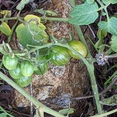 Solanum lycopersicum